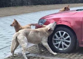 Hopefully This Man Learned His Lesson: Don’t Ever Kick a Dog