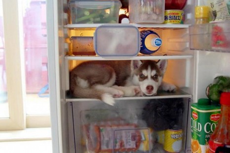 15 Pictures of Dogs Who failed on Hiding Game