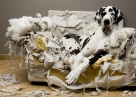 10 pets, which did not expect that the owner would come so early