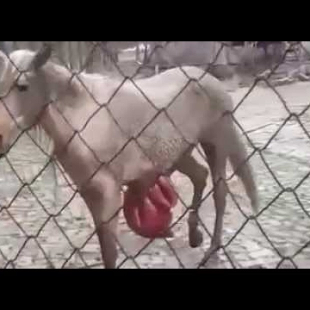 This place is not a zoo but a Horror scene for visitors