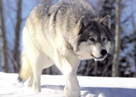 5 similar behaviors of wolfs and dogs