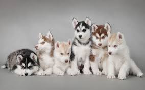 They are not known to be aggressive and generally do well in multi-dog homes