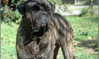 Bullmastiff