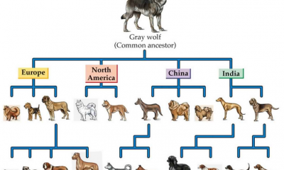 Dog breeds closely related to Wolves