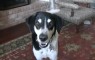 Dog-wants