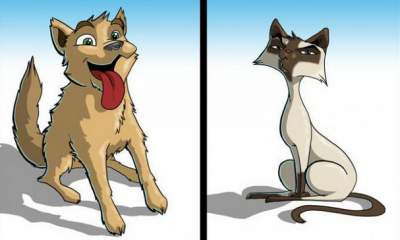 Dogs vs Cats