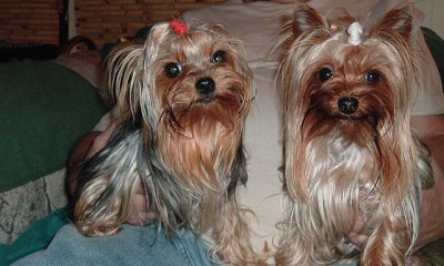 Lap Dogs