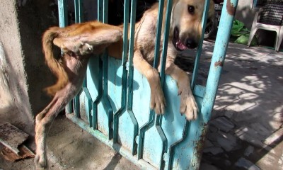 Animal Aid saved a trapped desperate dog!