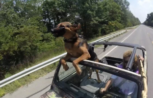enjoying car ride